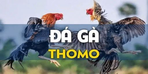 Lý do đá gà Thomo thu hút lượng người chơi đông đảo