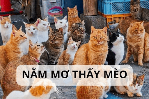 Nằm mơ thấy mèo đánh số mấy ?